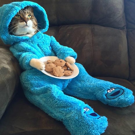 The pyjama-wearing cat