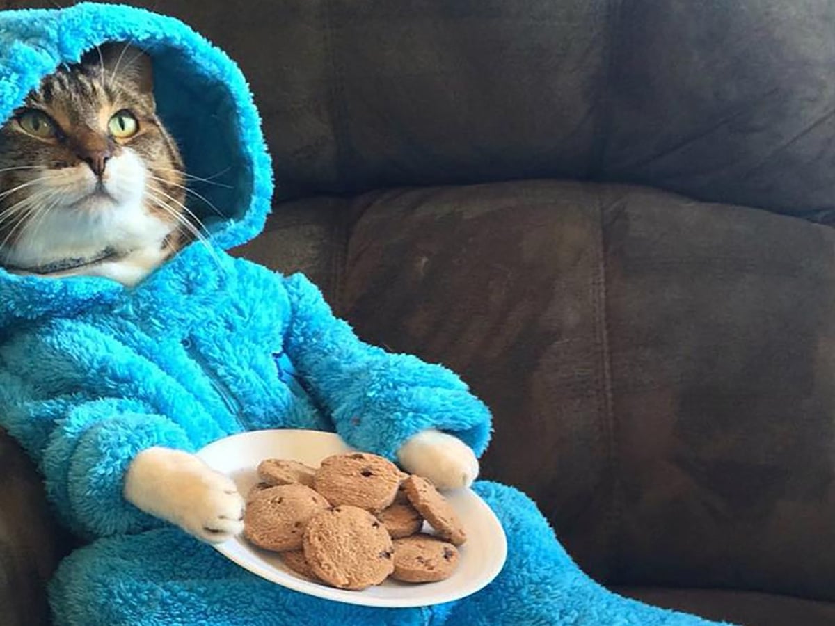 US embassy apologises after mistakenly sending Cookie Monster cat invitation | Canberra | The Guardian