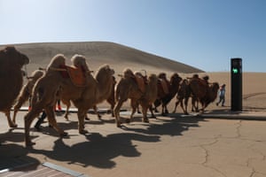 Dunhuang, China. A traffic light for camels and their farmers is used at the Mingsha Mountain and Crescent Spring scenic spot