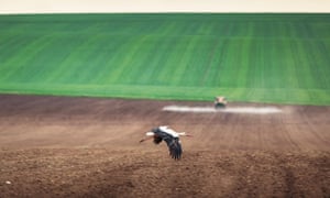 Stork flying over farmland