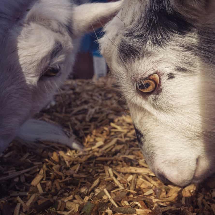 Nigerian Dwarf Goats and Pygmie goats have really missed the human interaction they would usually have with visitors