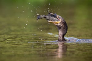 Um cormorão pega um peixe plecostomus quase tão grande quanto ele e tenta forçá-lo a descer pela goela no Pantanal, Brasil
