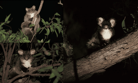 three greater gliders