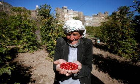 A farmer with a handful of freshly picked coffee cherries in Haraz, Yemen.