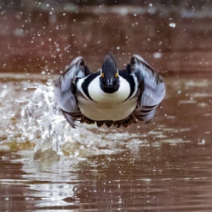Winner in the category of Behaviour - Birds titled ‘I’m Coming for You’. Huntley Meadows Park, Alexandria, VA, USA. Male Hooded Merganser.