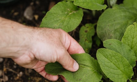 Comfrey leaves are an excellent source of organic, natural fertiliser for boosting plant health