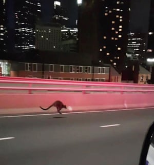 A wallaby crosses the Sydney Harbour Bridge on 16 January