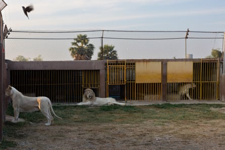 Three white lions in an enclosure.