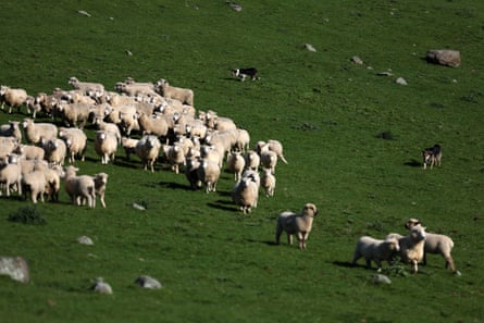 Cam Clayton, 30, moves sheep on his hill country lease block in the Kaimai Ranges
