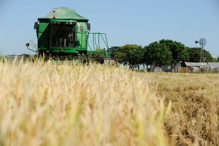 A combine harvester in a rice field