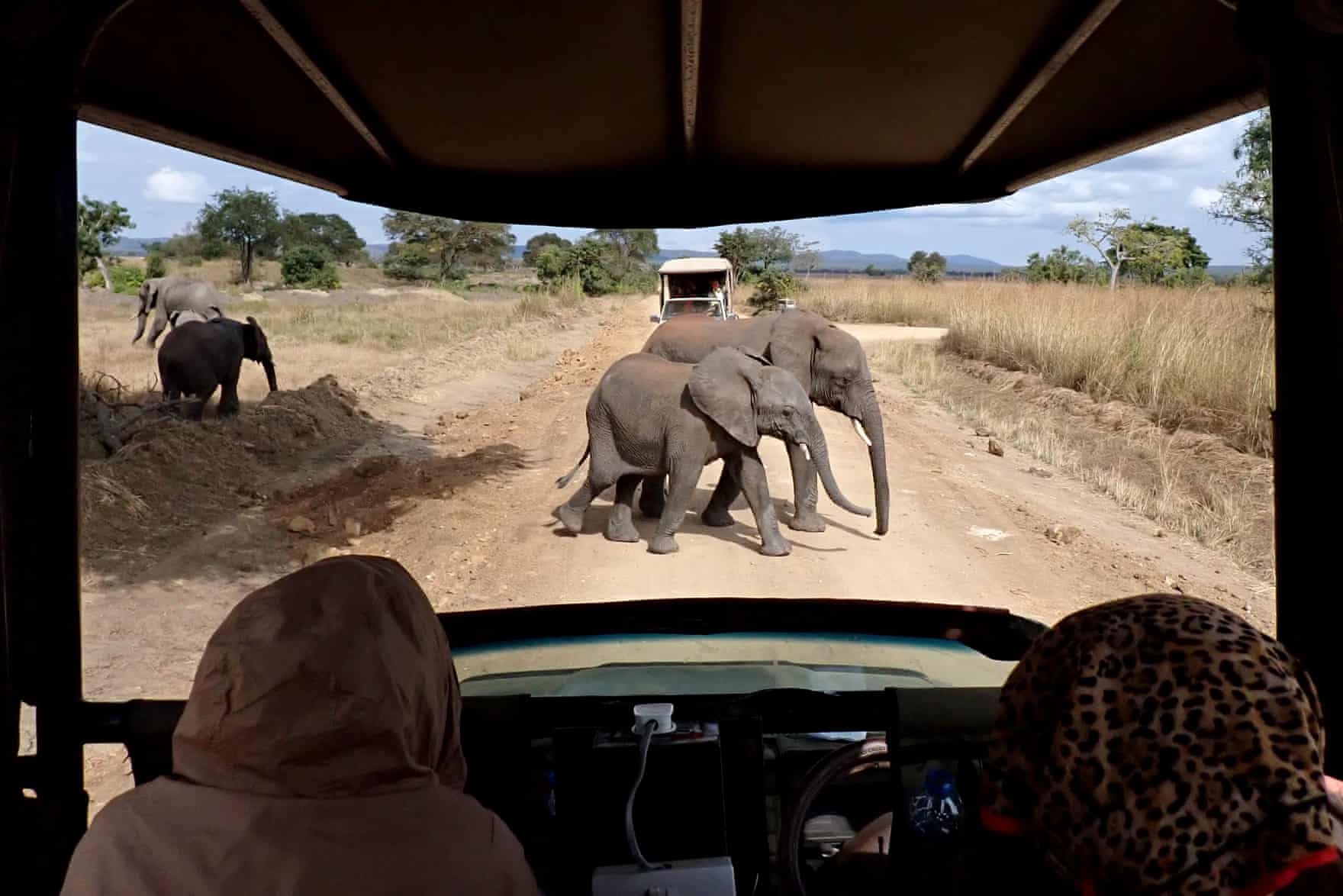 An adult elephant and young elephant cross the road in front of an open-top safari truck