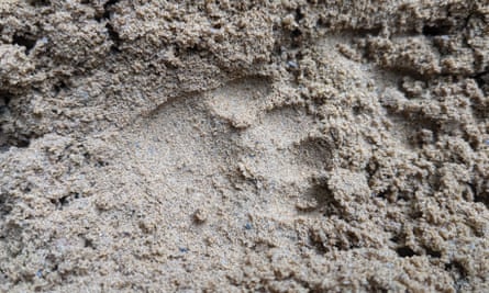 The paw print by the sett.
