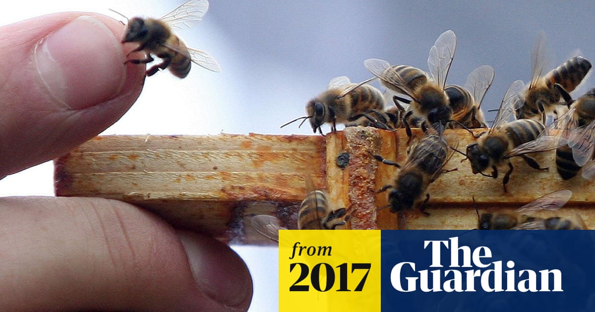 Honey, I love you: our 40,000-year relationship with the humble bee