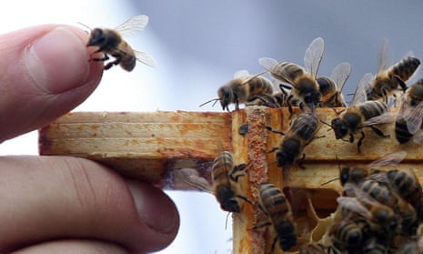 Bees and humans share a long and intertwined history.