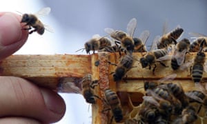 Bees fertilise 75% of all food crops, but there has been a worrying decline in their numbers in recent years.