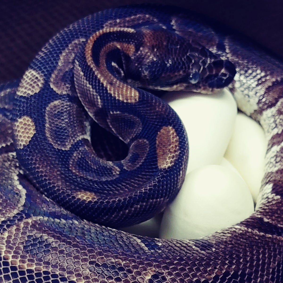 A New Squeeze Snake Mystery After Lone Elderly Python Lays Clutch Of Eggs Snakes The Guardian