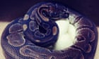 A new squeeze? Snake mystery