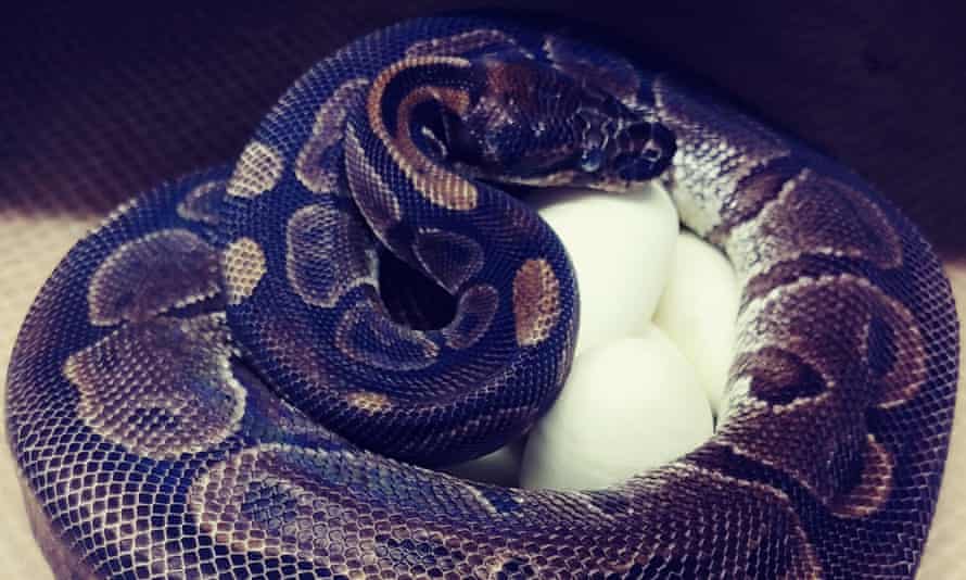 a new squeeze snake mystery after lone