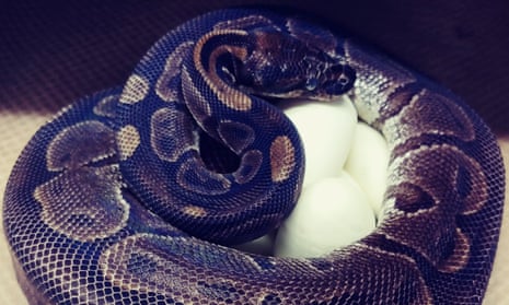 This photo provided by the Saint Louis Zoo shows the 62-year-old ball python, known only as 361003, curled up around her eggs.