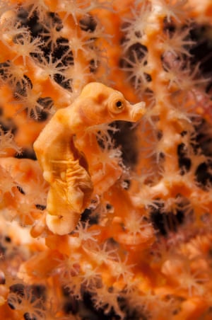 Male Denise's pygmy seahorse giving birth