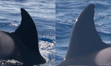 Orca fins with apparent damage.