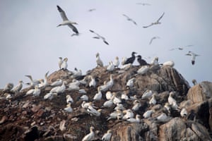 Northern gannets on a rock