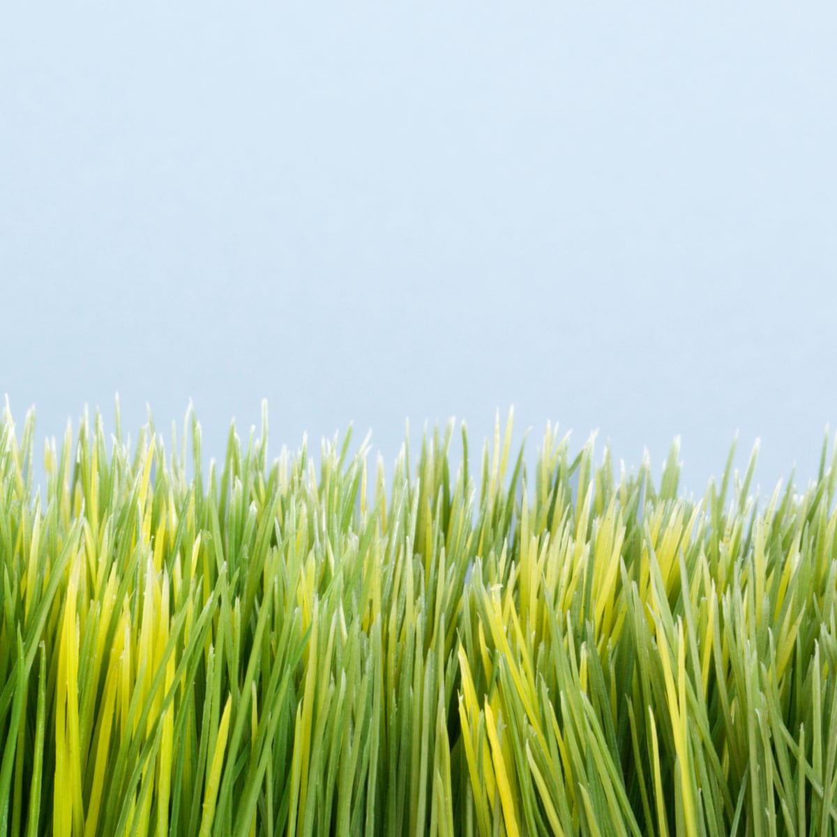 Pain in the grass: alternatives to high-maintenance lawns ...