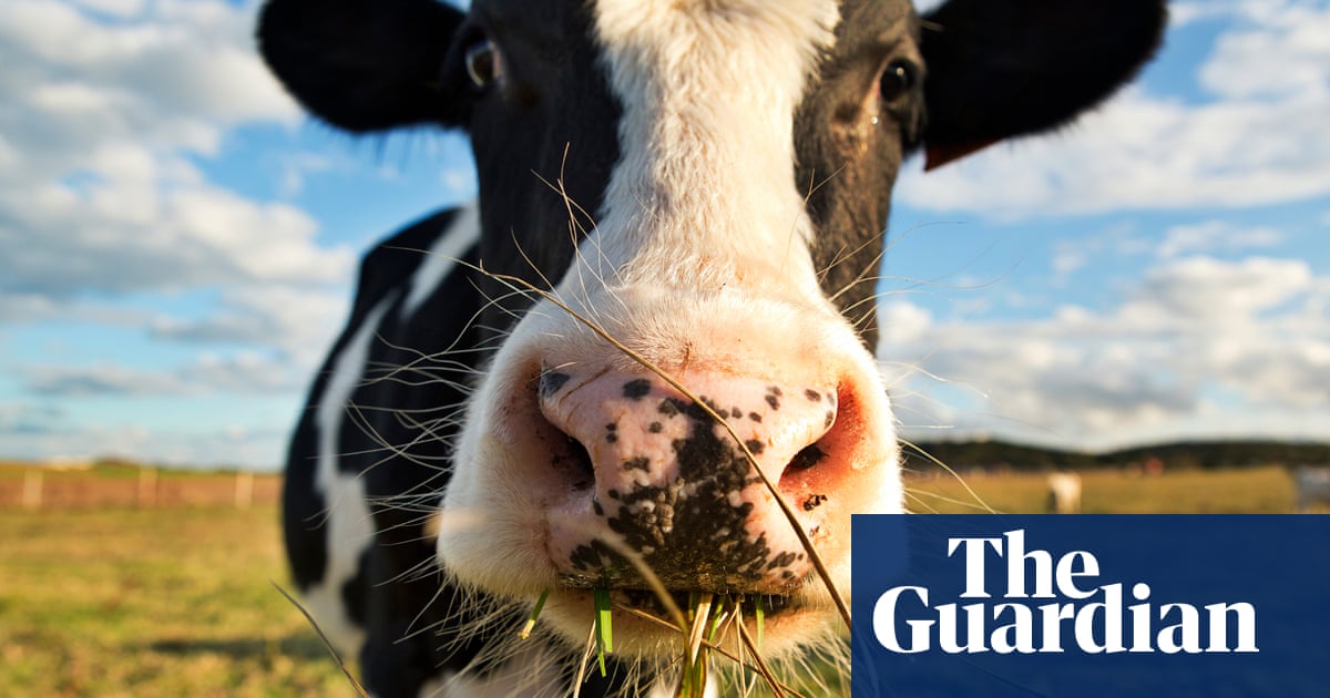 M&S invests £1m in tackling methane from burping and farting cows | Marks & Spencer