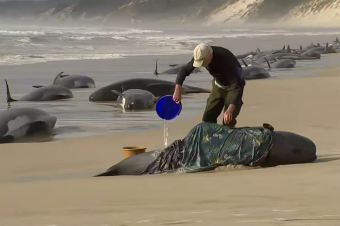 A rescuer pours water on one of stranded whales on Ocean Beach, near Strahan.