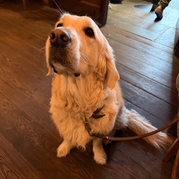 Momo in a pub in Vienna