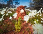 Blankets of colour: Western Australia’s wildflower season bursts to life – in pictures