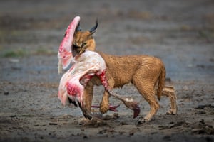 A caracal, which is a medium-sized wild cat with pointy ears, walks along a muddy bank carrying a bloodied flamingo in its jaws