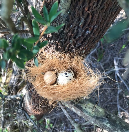 An artificial birds nests with two eggs in it