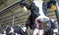 Bird flu has been detected in dairy cows in the US.