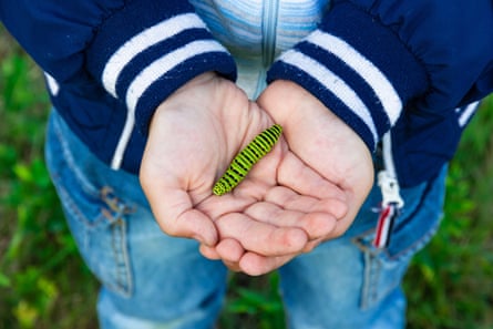 Boy's hands in closeup hold a beautiful green swallowtail caterpillar on a bright summer day in nature