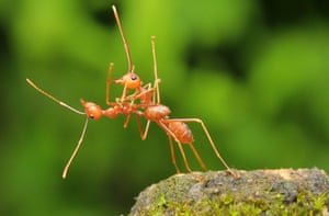 Two weaver ants otherwise known as fire ants dancing together in Bata, Indonesia.