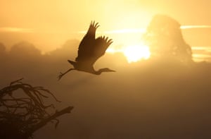 A heron takes flight during an misty early autumn sunrise, in Richmond Park, London, UK