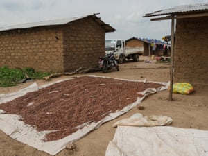 Cocoa dries outside the chief’s house in the illegal village of Zanbarmakro in the Marahoué national park, Ivory Coast.