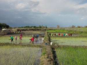 Women labour in the rice fields.