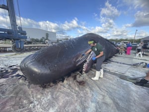 An adult male sperm whale about 15 metres (50ft) long is beached in the Florida Keys