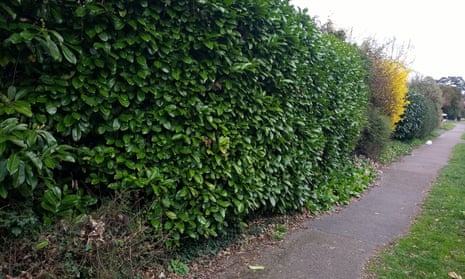 A hedge beside a footpath