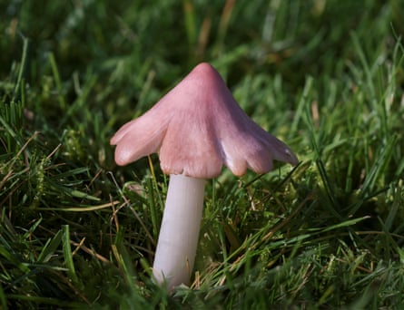 Candy-pink mushroom shaped fungi