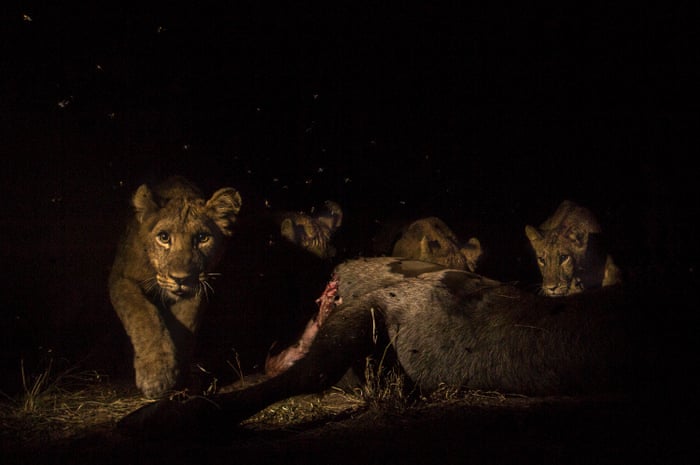 The Cat S Whiskers New Way Of Counting Lions Could Boost Conservation Efforts Environment The Guardian