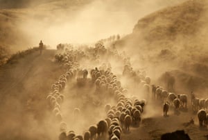 Ovelhas e cabras levantam poeira em colinas secas