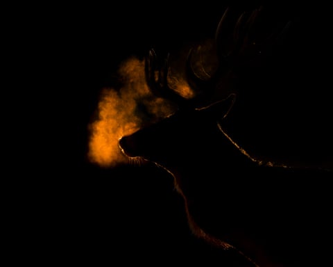 Silhouette of a stag lit up in darkness