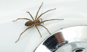 House spiders are feared and commonly killed, but are part of Britain's wider ecology.