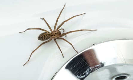 House spiders are feared and commonly killed, but are part of Britain’s wider ecology.