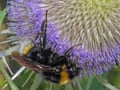Bumblebee feeding on teasel
