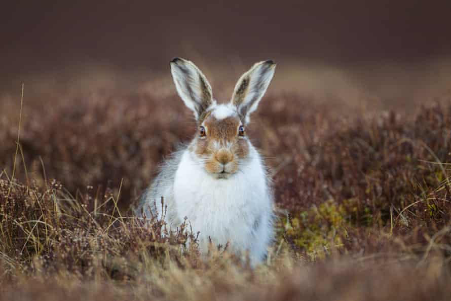 The mountain hare (Lepus timidus)