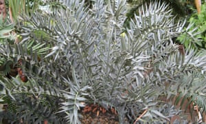 Encephalartos horridus, the Eastern Cape blue cycad.